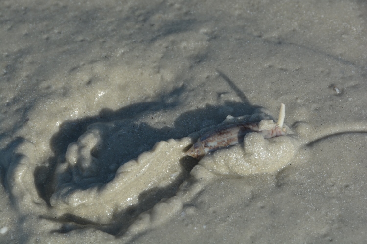 lettered olive in sand